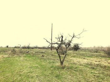 Bare tree on field against sky