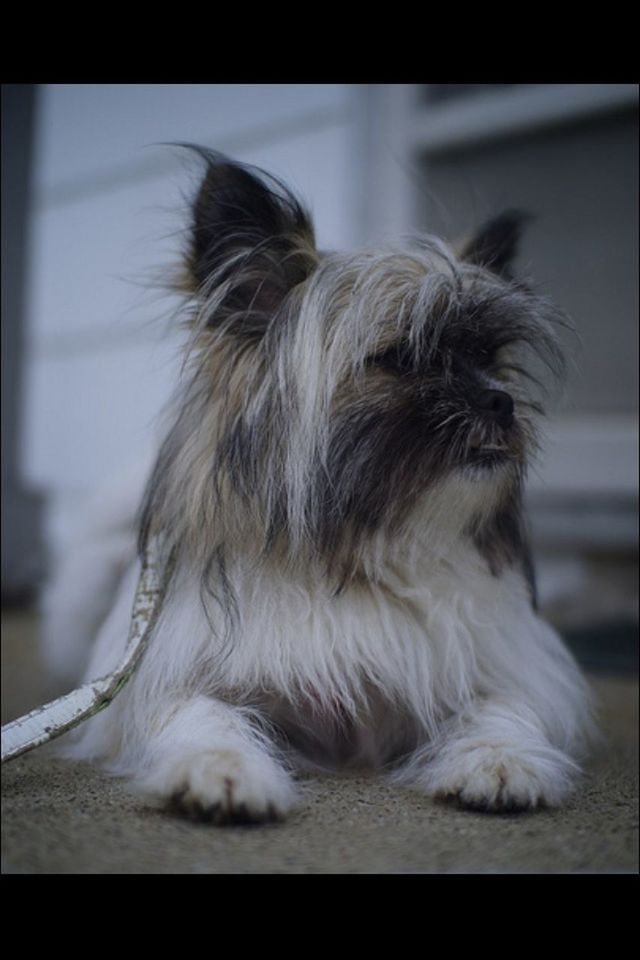 one animal, animal themes, pets, domestic animals, dog, mammal, animal hair, indoors, close-up, focus on foreground, relaxation, transfer print, animal head, lying down, sleeping, auto post production filter, resting, animal body part, eyes closed, zoology