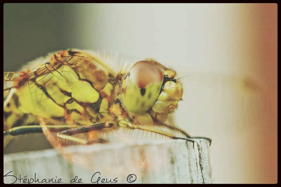 transfer print, auto post production filter, animal themes, close-up, wildlife, food, indoors, food and drink, animals in the wild, fruit, one animal, nature, selective focus, no people, focus on foreground, day, healthy eating, water, insect