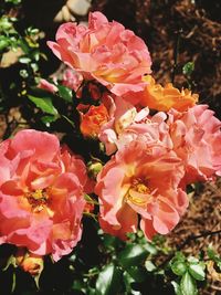 Close-up of pink flowers
