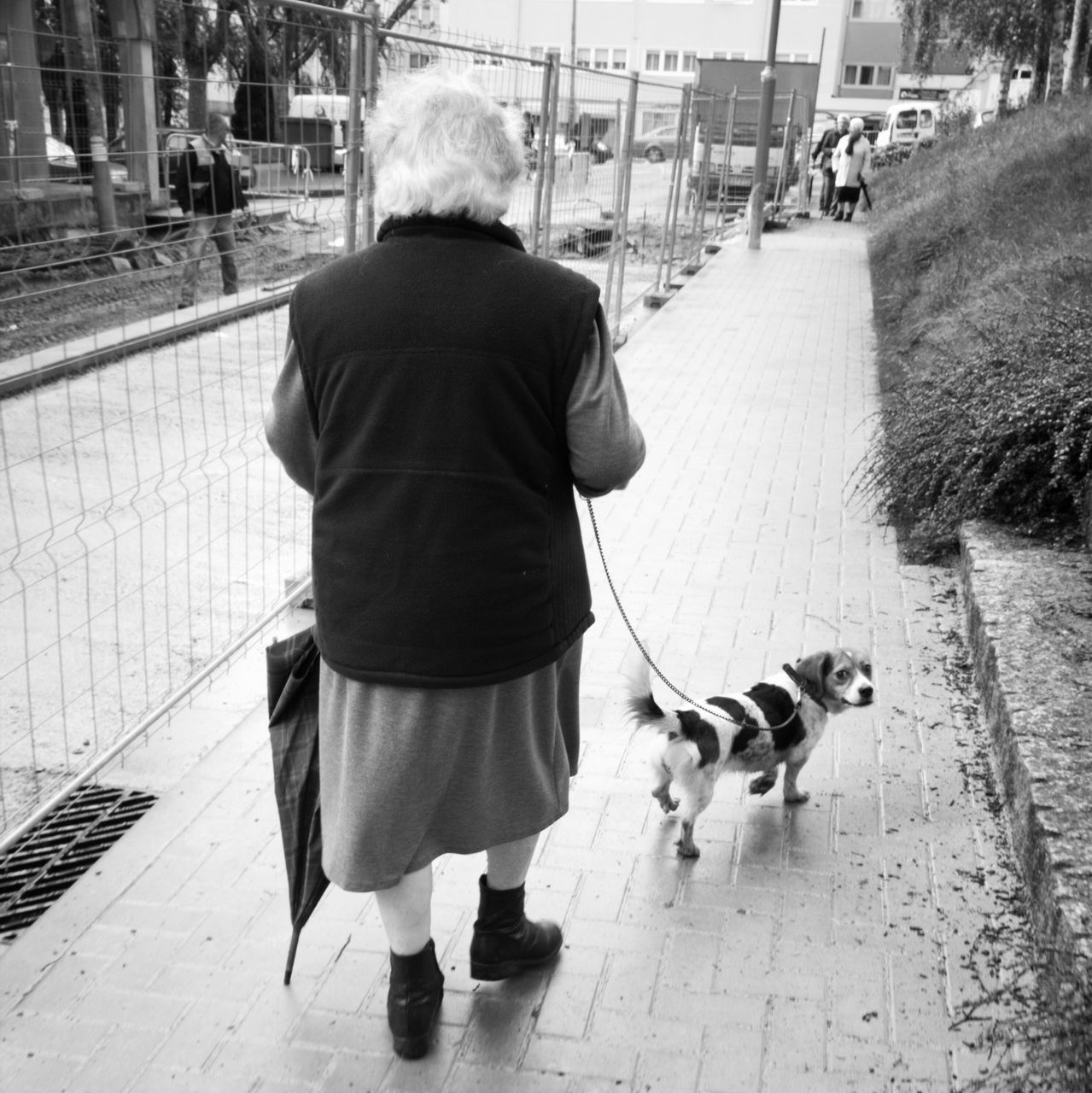 lifestyles, full length, animal themes, street, one animal, pets, domestic animals, rear view, leisure activity, walking, dog, casual clothing, mammal, men, sidewalk, incidental people, city