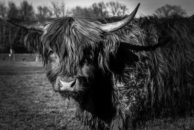 Portrait of cow on field