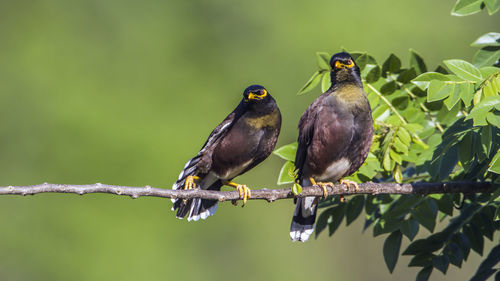 Close-up of birds perching on branch