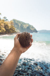 Cropped hand holding dried fruit sea