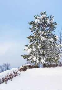 Snow covered tree on field against sky