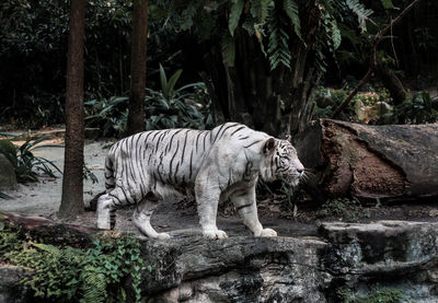 Tiger in forest