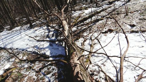 Low angle view of trees in forest
