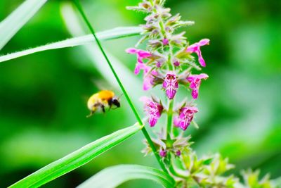 Bee pollinating on flower