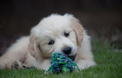 Close-up portrait of puppy