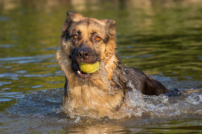 View of dog in water