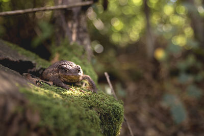 Close-up of toad on rock