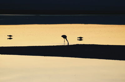 Silhouette birds on shore against sky during sunset