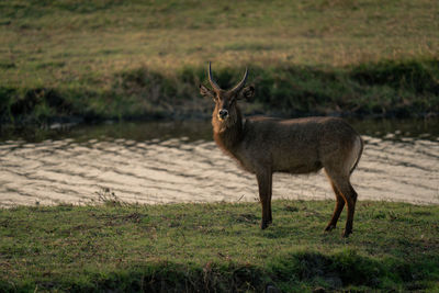 Close-up of deer standing on field