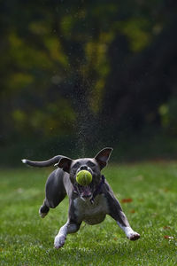 Dog on field