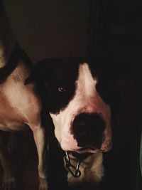 Close-up portrait of dog at home