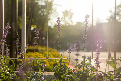 Flowering plants on field seen through window