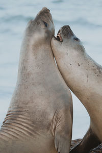 Close-up of seals at beach