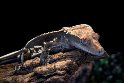 Close-up of lizard