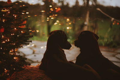 Close-up of dogs sitting by illuminated christmas tree during sunset