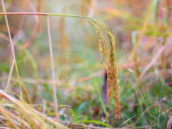 Close-up of crops on field