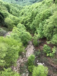 High angle view of plants growing on land