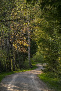 Road amidst trees in forest