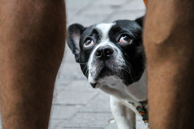 Close-up portrait of dog