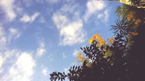 Low angle view of flower trees against sky