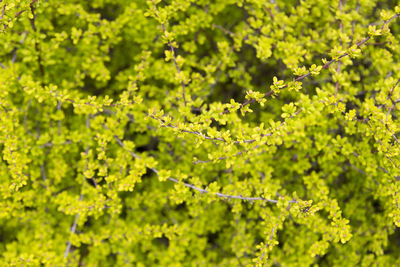 Close-up of fresh green plant