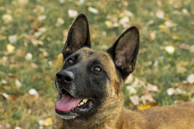 Close-up portrait of dog