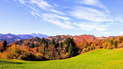 Trees growing on field against sky