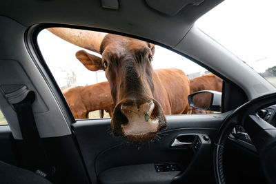 Portrait of horse in car