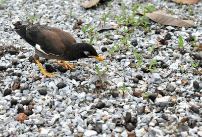 High angle view of bird on rock