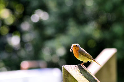 Close-up of bird perching on a wooden post