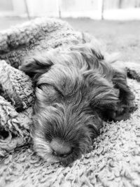 Close-up of a dog sleeping