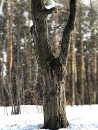 Close-up of tree trunk during winter