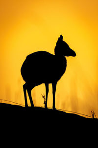 Kirk dik-dik stands on horizon at sunrise