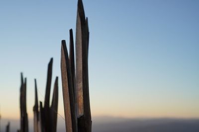 Close-up of cactus on wooden post against clear sky