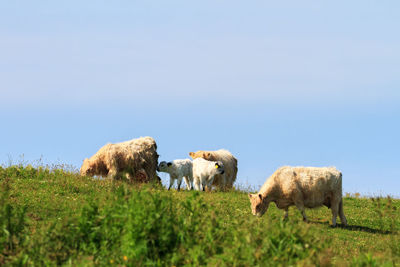 Sheep grazing in a field