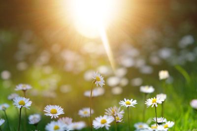 Close-up of cosmos flowers blooming on field