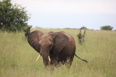 Close-up of elephant on grassy field