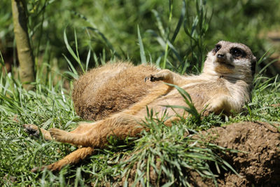 A couple of meerkats taking a nap in the sun