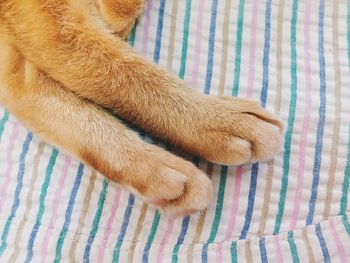 Cropped image of cat on bed