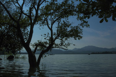 Silhouette tree by lake against sky