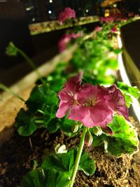 Close-up of pink flowers