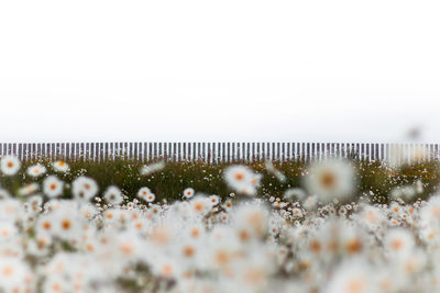 Close-up of snow on field against clear sky