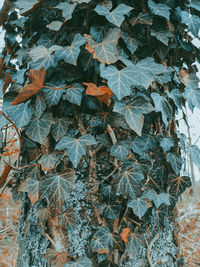 High angle view of autumn leaves on plant