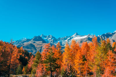 Scenic view of autumn trees against clear blue sky