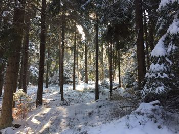 Trees in forest during winter