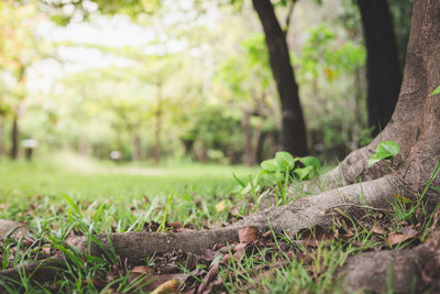 Close-up of tree trunk in field